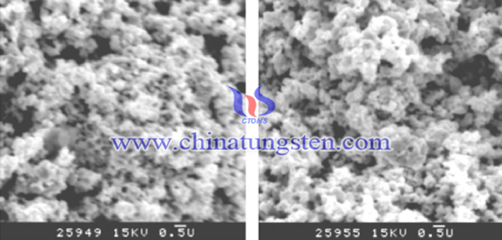採用紫鎢和藍(lán)鎢制得的WC粉形貌相