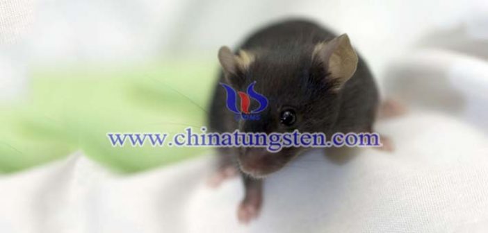 SPECTタングステン合金マルチピンホールコリメータ SPECTタングステン合金マルチピンホールコリメータ